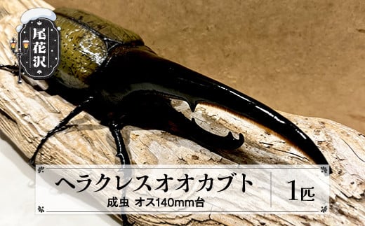 尾花沢市産 昆虫の王様 ヘラクレスオオカブト カブトムシ オス 成虫 1匹 約140mm~149mm kb-blham140