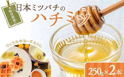 岐阜県産 日本ミツバチのハチミツ 250g 2本セット はちみつ ハチミツ 蜂蜜 日本ミツバチ 二ホンミツバチ 無添加 岐阜県 坂祝町 F6M-273