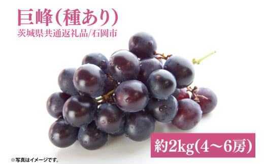 【2025年9月初旬より順次発送】【数量限定】巨峰(種あり) 約2kg(4～6房)【茨城県共通返礼品/石岡市】【茨城県 巨峰 ブドウ ぶどう フルーツ 果物 くだもの 濃厚 種あり 10000円以内 1万円以内】（MH-1） 1996046 - 茨城県水戸市