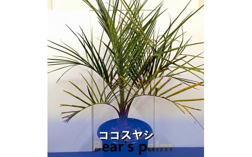 ココスヤシ大株_栃木県大田原市生産品_Bear‘s palm 1996181 - 栃木県大田原市