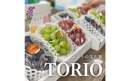 岡山県産 きよとうの葡萄の宝石箱TORIO-トリオ-(シャインマスカット入り3品種詰め合わせ) 果物 フルーツ ぶどう マスカット 詰め合わせ TY0-0968