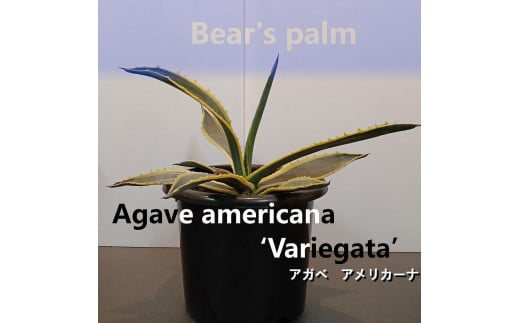 アガベアメリカーナ中株　Agave americana Variegata_栃木県大田原市生産品_Bear‘s palm 1996179 - 栃木県大田原市