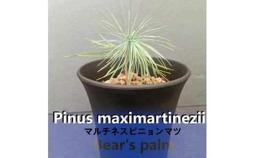 マルチネスピニョンマツ　Pinus maximartinezii _栃木県大田原市生産品_Bear‘s palm 1996178 - 栃木県大田原市