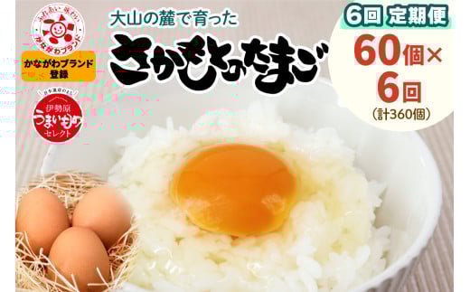 [定期便] 坂本養鶏 大山の麓で育ったさかもとのたまご 合計360個 (60個×6回)  [0095] 伊勢原市 赤玉卵 玉子 鶏卵 生卵 国産 TKG タマゴ 新鮮 384741 - 神奈川県伊勢原市