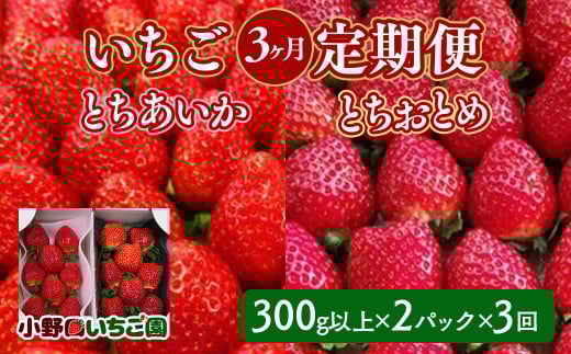 【定期便】＜いちご3ヶ月定期便＞先行受付 とちあいか とちおとめ 300g以上2パック計3回 | 完熟 朝摘み 苺 いちご イチゴ とちあいか とちおとめ 食べ比べ 果物 フルーツ 秀品 贈答 栃木県 壬生町 産地直送 ※2025年1月より順次発送予定 963028 - 栃木県壬生町