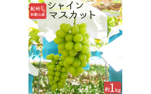 シャインマスカット 約1kg　紀州和歌山 かつらぎ産【2025年8月下旬頃から9月下旬頃発送予定】【UT118】