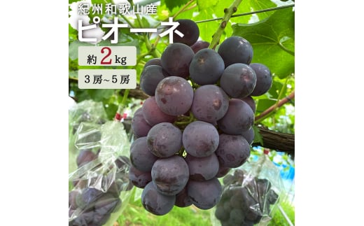 ピオーネ 約2kg　紀州和歌山 かつらぎ産【2025年8月下旬頃から9月下旬頃発送予定】【UT119】