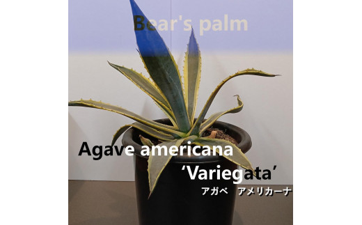 アガベアメリカーナ大株　Agave americana Variegata_栃木県大田原市生産品_Bear‘s palm 1996180 - 栃木県大田原市