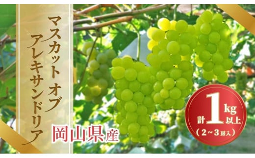 《2025年発送》岡山県産 マスカットオブアレキサンドリア　2?3房入 1キロ以上 1996398 - 岡山県岡山市