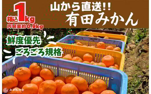 みかん 山から直送 箱込 約1kg(内容量約 0.9kg) サイズミックス 和歌山県産 産地直送 家庭用[2025年11月中旬より2026年1月中旬頃順次出荷予定][みかんの会]みかん 果物 みかん フルーツ みかん 和歌山 みかん 柑橘類 みかん 和歌山県産 みかん 有田 みかん