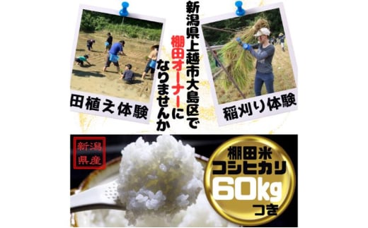 新潟県上越市大島区　棚田オーナー権と農作業体験　令和7年度産コシヒカリ60キロ付き　田植え体験　稲刈り体験 1997412 - 新潟県上越市