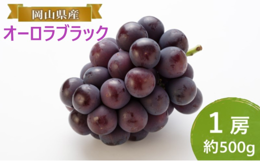 ぶどう 【2025年 早期受付】 オーロラブラック 1房 約500g ブドウ 葡萄 岡山県産 国産 フルーツ 果物 ギフト [№5735-2086]