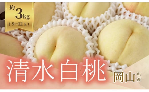 《2025年発送》岡山県産 清水白桃 約3kg 9～12玉 1996403 - 岡山県岡山市