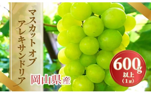 《2025年発送》岡山県産 マスカットオブアレキサンドリア 600g以上 1房 1996396 - 岡山県岡山市