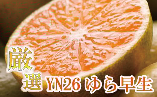 厳選 極早生 有田みかん 約4kg+120g（傷み補償分）YN26 ゆら早生  【9月より発送】【IKE168】 468234 - 和歌山県かつらぎ町