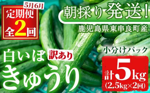 【0133903b】＜訳あり＞＜定期便・全2回(5月・6月)＞愛情たっぷり！牧内農園の白いぼきゅうり(2.5kg×2回) 不揃い 規格外 野菜 やさい 旬 新鮮 サラダ キュウリ 胡瓜 【牧内農園】