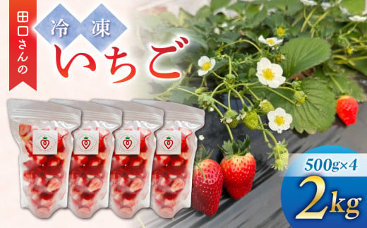 【信州ファーム田口】カット冷凍いちご（とちおとめ、やよいひめ混在）2kg（500g×4袋） 1996910 - 長野県東御市