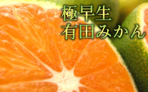 【先行予約】厳選 極早生有田みかん 約8kg【サイズ混合】【2024年10月上旬より発送】 965314 - 和歌山県かつらぎ町