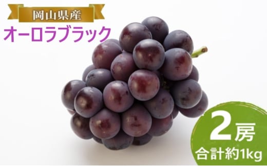 ぶどう 【2025年 早期受付】 オーロラブラック 2房 合計約1kg ブドウ 葡萄 岡山県産 国産 フルーツ 果物 ギフト [№5735-2087]