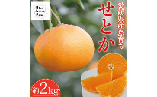 愛媛　ブルーレモンファームのせとか　2kg＜数量限定＞【1593812】 1997301 - 愛媛県上島町