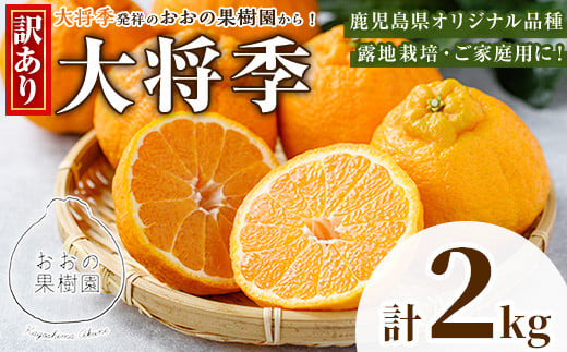 ＜先行予約受付中！2026年3月中旬以降順次発送予定＞数量限定！訳あり・ご家庭用！おおの果樹園の「大将季」(計2kg) 訳あり 訳アリ 果物 フルーツ 果実 柑橘 露地栽培 家庭用 無加温 みかん【おおの果樹園】akn087-01