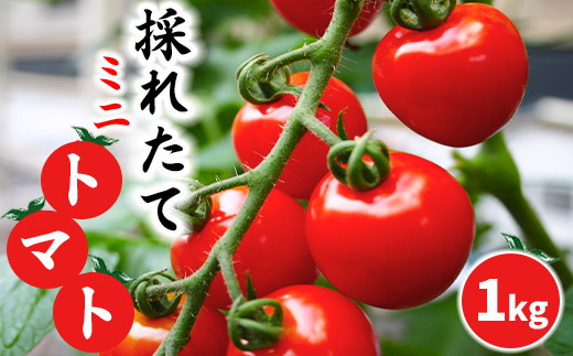 [岩手県産] 採れたてミニトマト サマー千果 約1kg / 十一代目藤助 とまと 産地直送 農家直送 新鮮