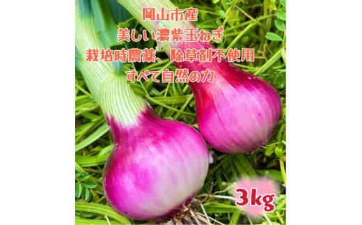 【先行予約】岡山市産 赤紫玉ねぎ3kg(サイズ混合)栽培期間中農薬・除草剤不使用自然の力健康野菜