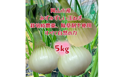 【先行予約】岡山市産 玉ねぎ5kg(サイズ混合)栽培期間中農薬・除草剤不使用全て自然の力健康野菜