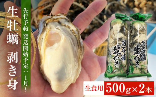 【先行予約】生牡蠣 牡蠣 生食用 かき剥き身 500g 2本入 水無し 生産者直送 かき 生食 魚介 魚介類