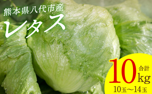 【先行予約】 レタス10kg (10玉～14玉) 野菜 やさい サラダ 付け合せ 新鮮 冷蔵 【2025年11月中旬より順次発送】