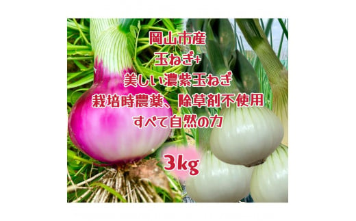 【先行予約】岡山市産 みずみずしい玉ねぎ1.5kgと赤玉ねぎ1.5kgのセット(サイズ混合)