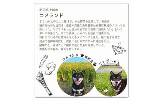 新潟県上越市のふるさと納税 令和6年産 上越市産 コシヒカリ 5kg 新米 精米 新潟 米 新潟県 こしひかり 限定 おすすめ