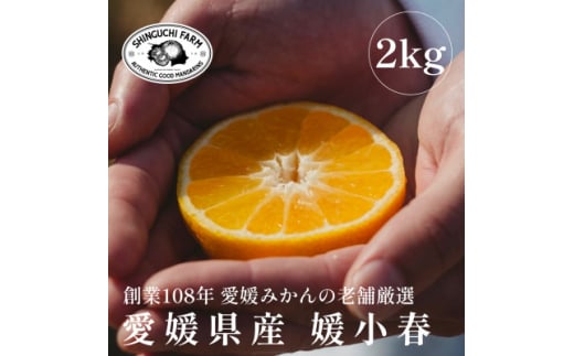 愛媛みかんの老舗厳選 ＜媛小春 2kg＞＜希少柑橘＞『黄色いのに驚きの甘さ』新口農園＜C70-60＞【1592106】 1987263 - 愛媛県八幡浜市