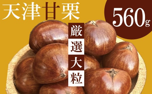 この道45年の職人が焼く、やさしい甘みたっぷりの「厳選大粒」天津甘栗 560ｇ！ 発送当日に焼き上げ 焼きたて 栗 くり 栗爪 殻付き お菓子 おつまみ 人気 高リピート 小分け 栗ご飯 栗きんとん 甘露煮 H045-064