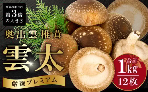 奥出雲椎茸「雲太」プレミアム 1kg【椎茸 生しいたけ 12枚 肉厚 希少 大きい 収穫直後 新鮮 菌床栽培 国産 きのこ キノコ 野菜 料理 食品 贈答用 特選 プレゼント 贈り物 ギフト】