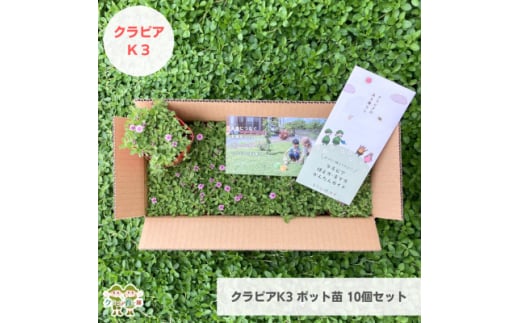 グランドカバー植物「クラピアK3」ポット苗10ポットセット＜お申込書返信後、ご希望日に合わせて発送＞【1570189】