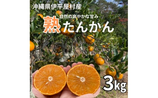 ＜2026年2月～3月頃順次発送予定＞伊平屋村産 熟たんかん 3kg【1591127】 1999879 - 沖縄県伊平屋村