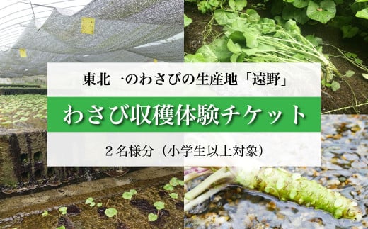 わさび 収穫体験 チケット （2名様分） / 岩手県 遠野市 宮守町 達曽部 生産量 東北一 こんたでぃーの遠野 2004153 - 岩手県遠野市