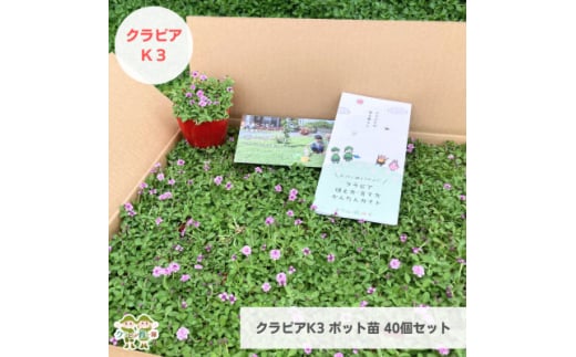 グランドカバー植物「クラピアK3」ポット苗40ポットセット＜お申込書返信後、ご希望日に合わせて発送＞【1570185】