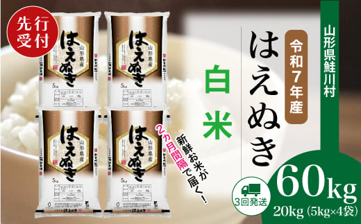 ＜令和7年産米先行受付＞ 鮭川村 はえぬき 【白米】 定期便 60kg （20kg×２ヶ月間隔で3回お届け）＜配送時期選べます＞ 1999479 - 山形県鮭川村