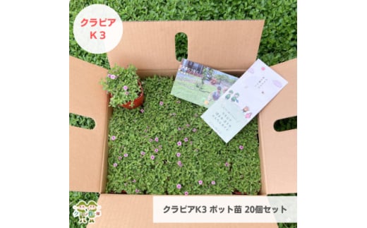 グランドカバー植物「クラピアK3」ポット苗20ポットセット＜お申込書返信後、ご希望日に合わせて発送＞【1570187】