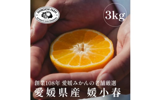 愛媛みかんの老舗厳選 ＜媛小春 3kg＞＜希少柑橘＞『黄色いのに驚きの甘さ』新口農園＜E70-61＞【1592112】 1987264 - 愛媛県八幡浜市