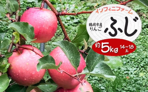 【令和7年産先行予約】鶴岡市産りんご ふじ 約5kg（14～18玉）　インフィニファーム　K-739