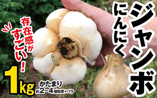 [★ 先行予約 ★]ジャンボにんにく約1kg にんにく農園 君津 | ニンニク 乾燥にんにく 1キロ 大容量 野菜 ほくほく ぷっくり ユニーク野菜 ホイル焼き アヒージョ バーベキュー 食感がたまらない 千葉 君津市 きみつ