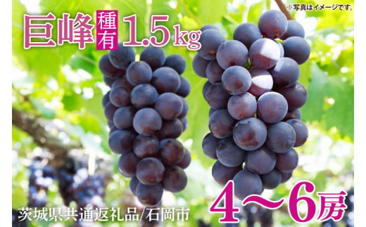 【2025年8月中旬より順次発送】★数量限定★種あり巨峰 約1.5kg(4～6房)【茨城県共通返礼品/石岡市】｜ぶどう 葡萄 果物 くだもの フルーツ 巨峰 石岡市 茨城県 行方市 人気 数量限定 送料無料(HL-1) 2000866 - 茨城県行方市