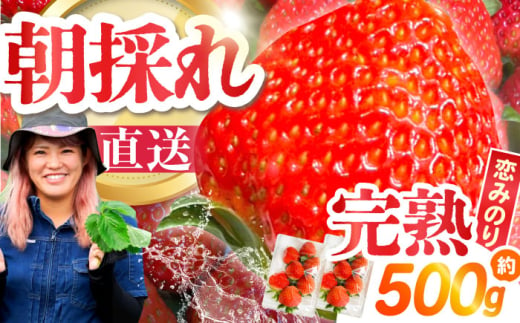 南島原産 いちご 「恋みのり」約250g×2P / イチゴ 苺 フルーツ 果物 / 南島原市 / あゆみfarm [SFF006] 2000666 - 長崎県南島原市