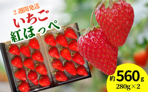 いちご 紅ほっぺ 560g以上 ( 約280g × 2パック ) 2週間発送 苺 ストロベリー べにほっぺ 果物 フルーツ ベリー デザート スイーツ おやつ ケーキ ゼリー ジュース ジャム アイス シャーベット スムージー ヨーグルト クレープ タルト チョコ 大福 フルーツサンド ギフト プレゼント 朝摘み 贈答 お取り寄せ グルメ 冷蔵 送料無料 徳島 小松島 