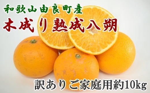 【先行予約】【産直】和歌山由良町産の木成り熟成八朔訳ありご家庭用約10kg（サイズ混合）※2026年3月中旬～2026年4月中旬頃順次発送【TM134】