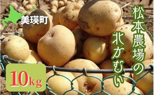 【令和７年産予約受付！】松本農場の北かむい10kg  | きたかむい キタカムイ 秋野菜 10kg 人気 おすすめ ランキング いも 芋 イモ じゃがいも ジャガイモ 野菜[012-177]