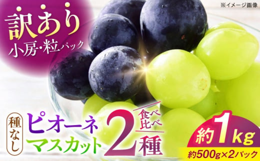 【先行予約】【9月中旬から9月末に順次発送】【訳あり】ピオーネ&シャインマスカット 2種セット 計約1kg（各約500g×1パック）露地栽培 ぶどう 果物 ピオーネ マスカット フルーツ 葡萄 ブドウ 三次市/西田ぶどう園 [APCM008]